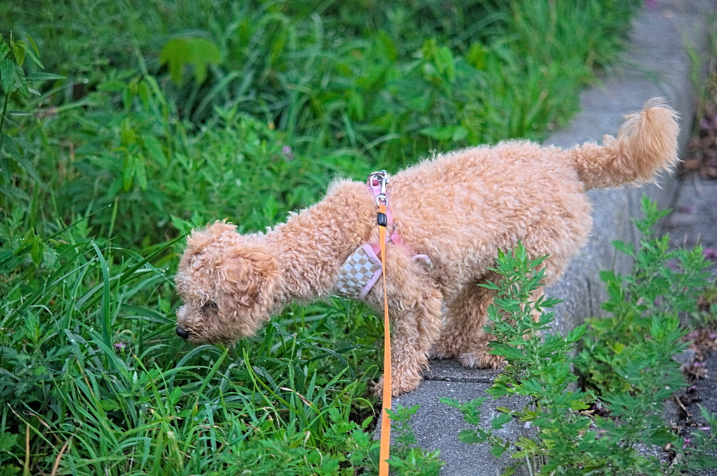 my pretty dog Ⅱ # 157