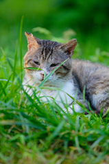 吾輩は猫である、ニャー # 426