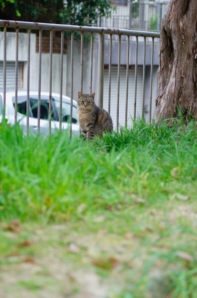 吾輩は猫である、ニャー # 691