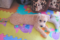 my pretty dog Ⅱ # 42