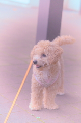 my pretty dog Ⅱ # 107
