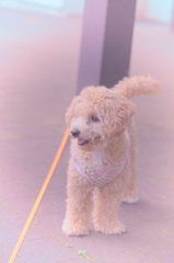 my pretty dog Ⅱ # 107