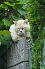 吾輩は猫である、ニャー # 203