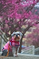 my pretty dog # 158