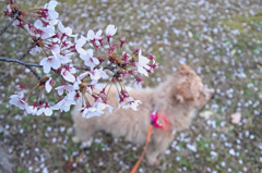 my pretty dog Ⅱ # 253