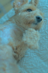 my pretty dog Ⅱ # 398