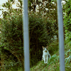 吾輩は猫である、ニャー # 1063