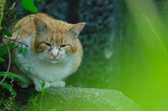 吾輩は猫である、ニャー # 701