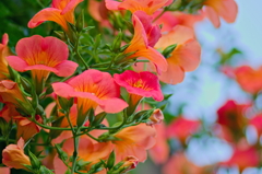 ノウゼンカズラ