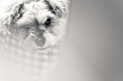 my pretty dog # 150