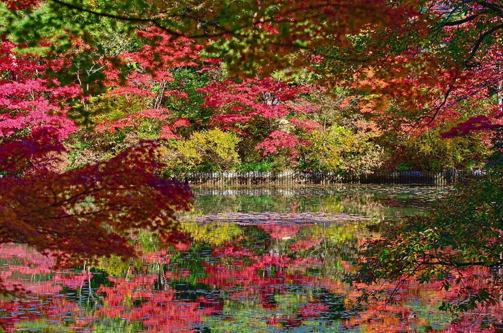 水辺の紅葉