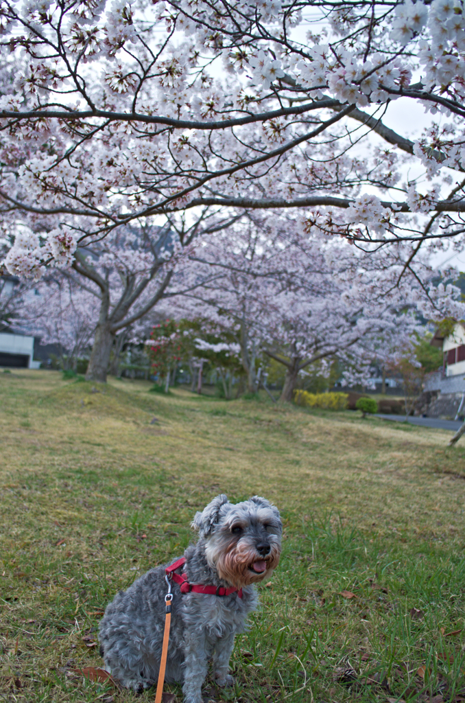 花見犬