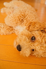 my pretty dog Ⅱ # 86