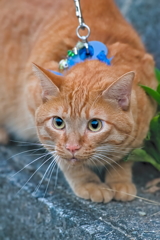 吾輩は猫である、ニャー # 527
