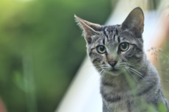吾輩は猫である、ニャー # 195