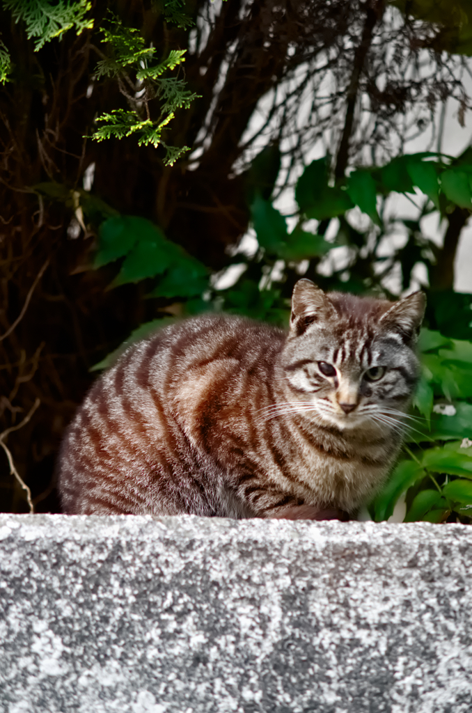 吾輩は猫である、ニャー # 83