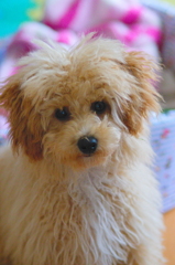 my pretty dog Ⅱ # 2