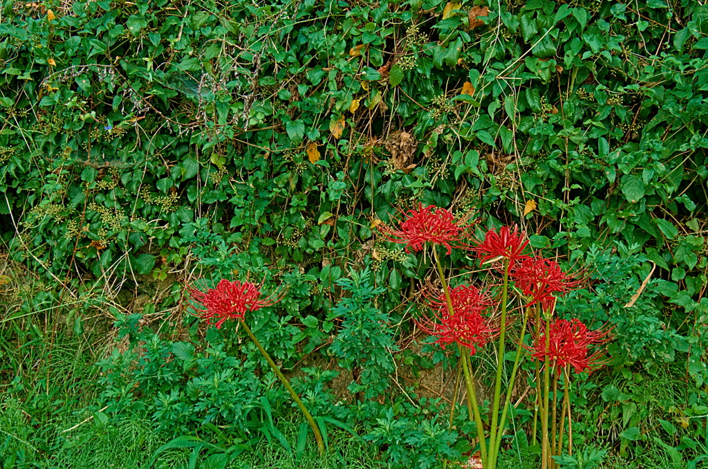 曼珠沙華