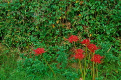 曼珠沙華