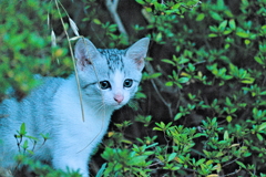 吾輩は猫である、ニャー # 581