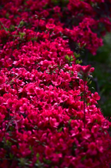 キリシマツツジ