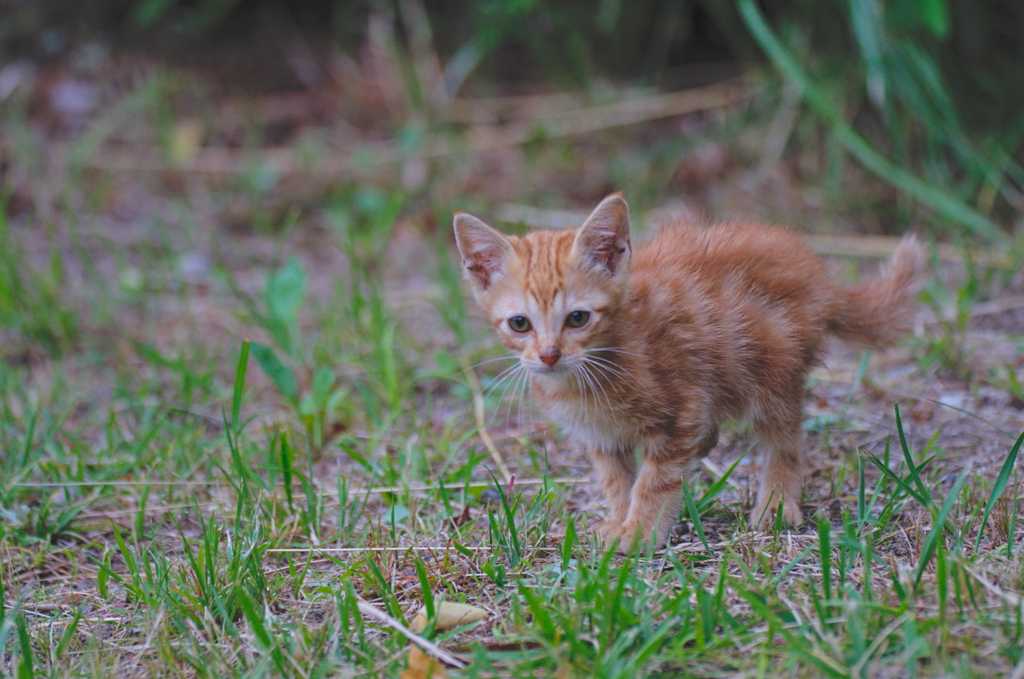 吾輩は猫である、ニャー # 767