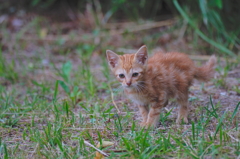吾輩は猫である、ニャー # 767