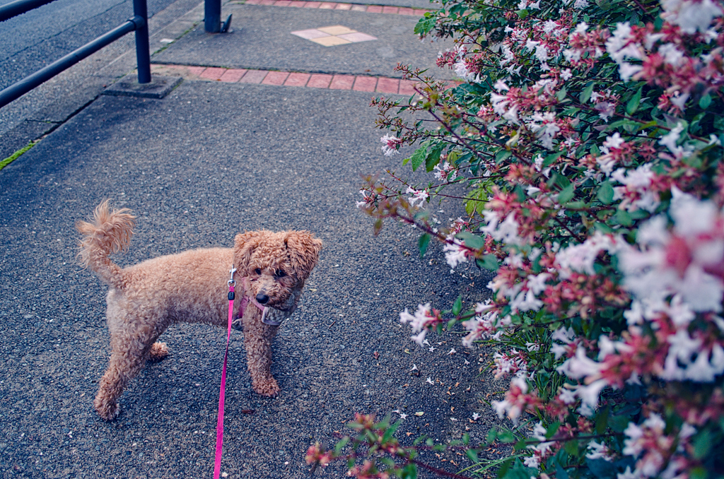 my pretty dog Ⅱ # 369