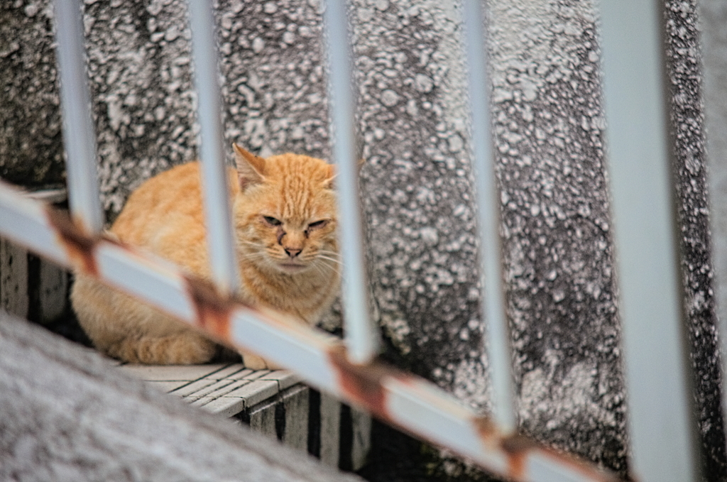 吾輩は猫である、ニャー # 888