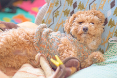 my pretty dog Ⅱ # 219