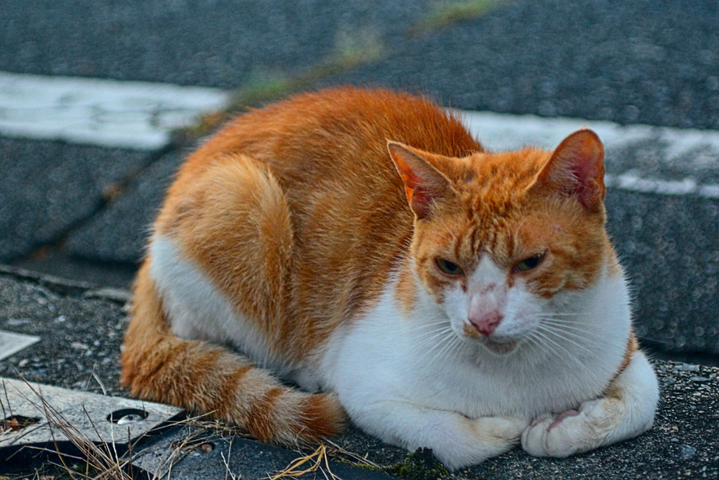 吾輩は猫である、ニャー # 1172