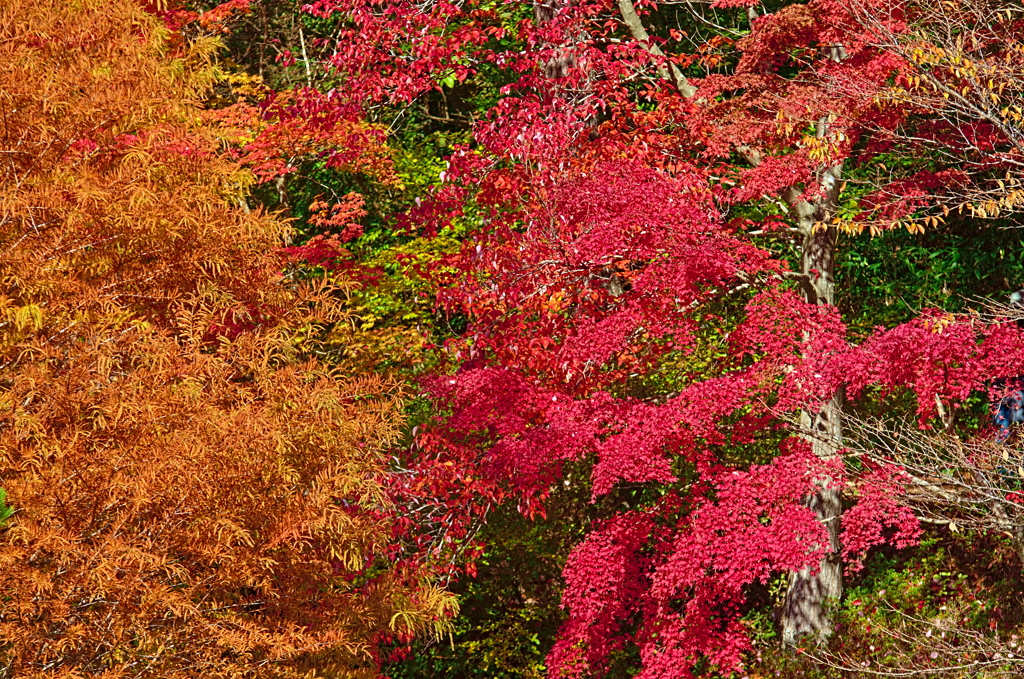 紅葉三昧 '2019