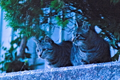 吾輩は猫である、ニャー # 539