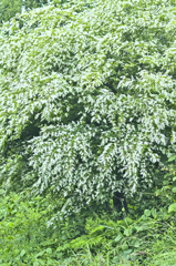 積雪のような木