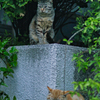 吾輩は猫である、ニャー # 994