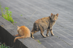 吾輩は猫である、ニャー # 388