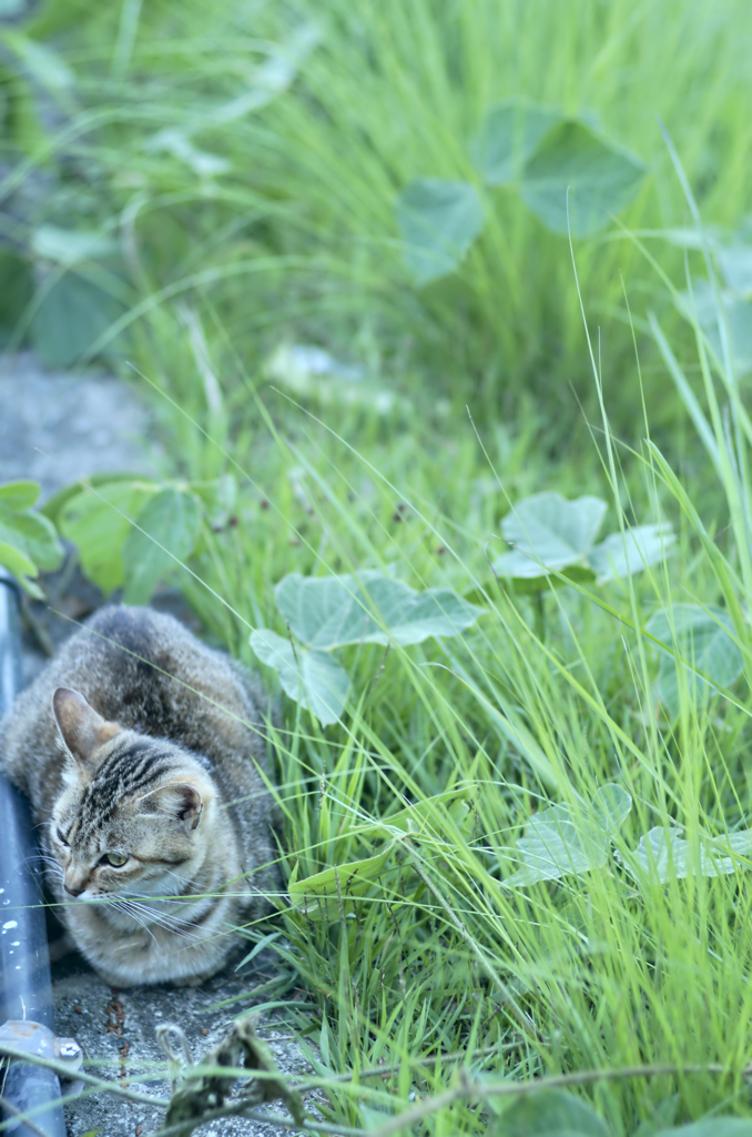 吾輩は猫である、ニャー # 224