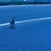 カモ