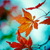 紅葉三昧　#20