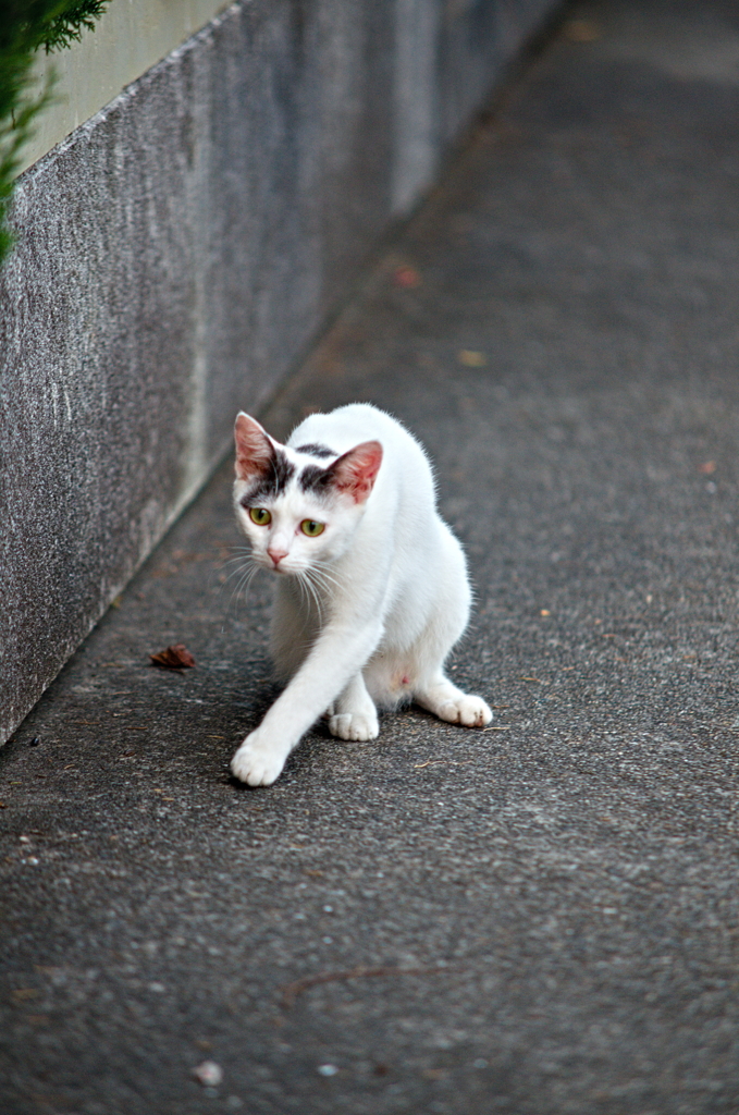 吾輩は猫である、ニャー # 815