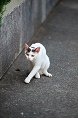 吾輩は猫である、ニャー # 815