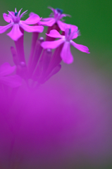 ムシトリナデシコ