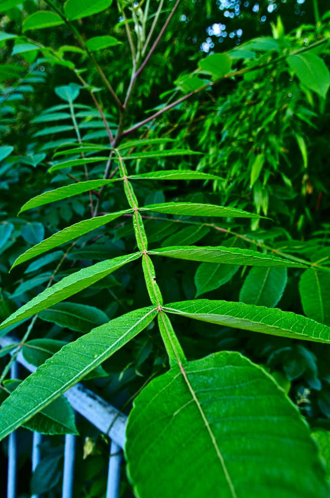 葉っぱいろいろ