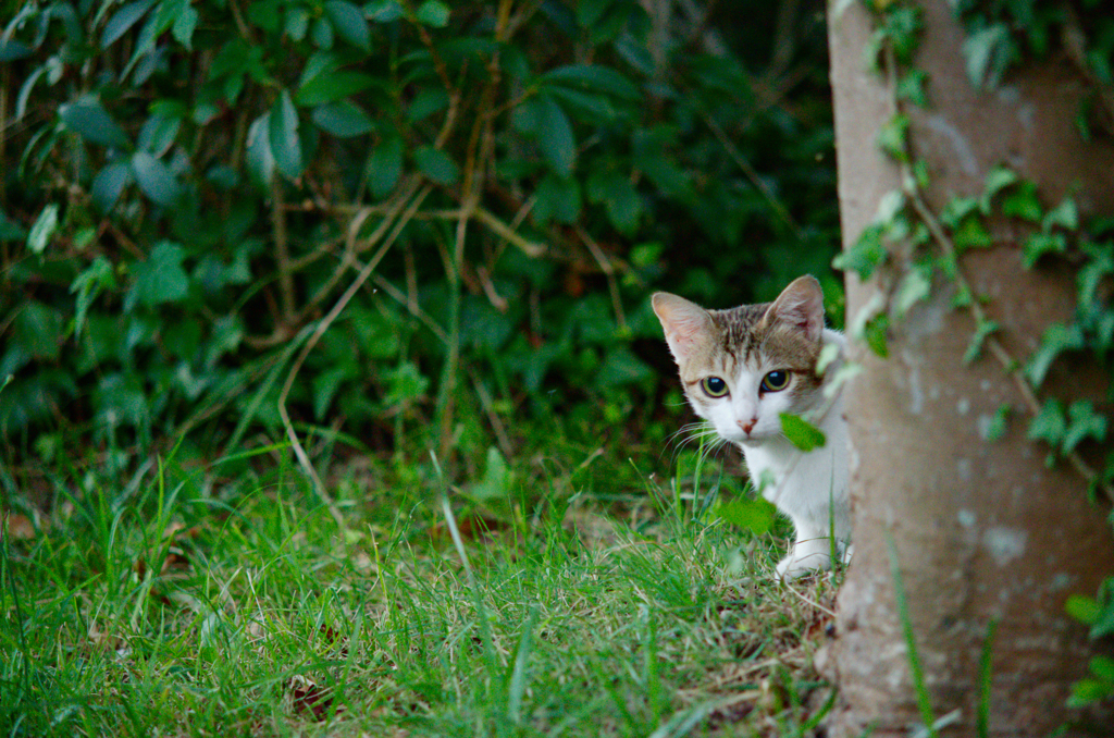 吾輩は猫である、ニャー # 504
