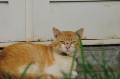 吾輩は猫である、ニャー # 386