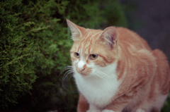 吾輩は猫である、ニャー # 24