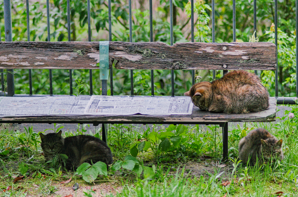 吾輩は猫である、ニャー # 997