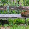吾輩は猫である、ニャー # 997