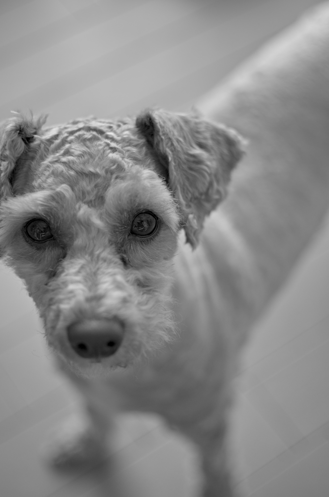 my pretty dog Ⅱ # 304