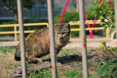 吾輩は猫である、ニャー # 899